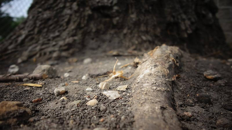 Eliminar raíces en tuberías: cómo encontrarlas y deshacerte de ellas